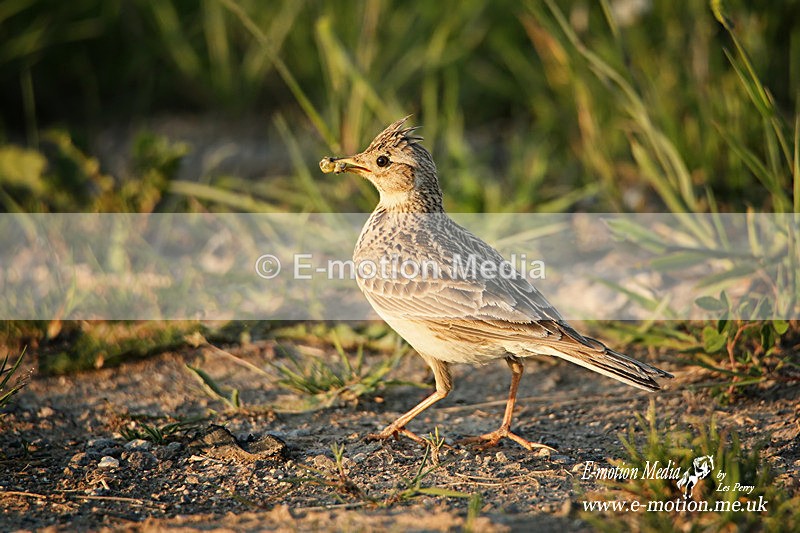 240620 -0719a - Nature