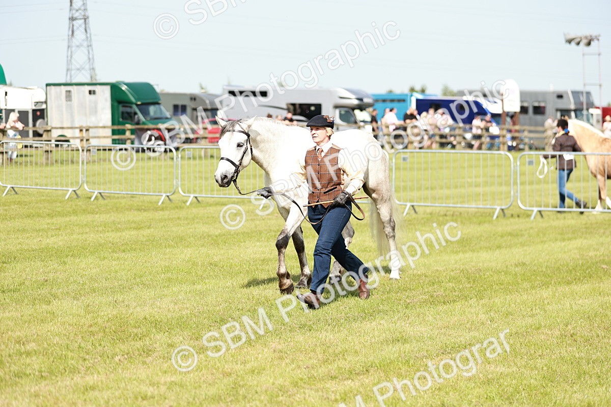 SBM_01676 - Class 14-23 - Mountain & Moorland In Hand Non Welsh