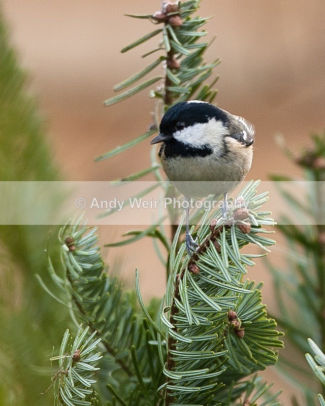 20090110-038 - Coat Tit