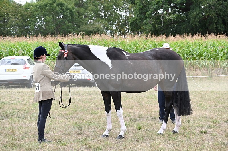 WJ6_5621 - Class 18 In-hand Coloured