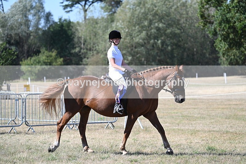 WJ7_1413 - Class 41 Prettiest Mare