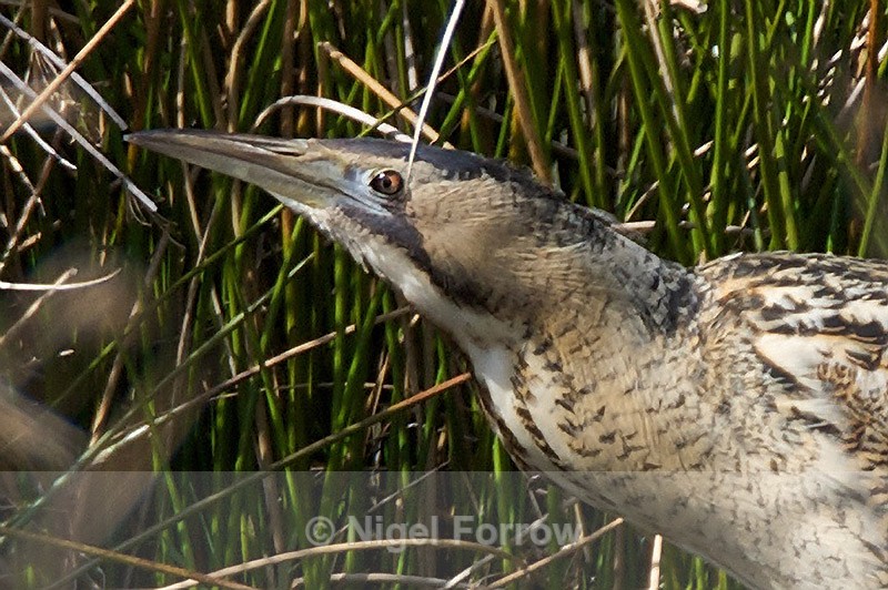 Bittern close-up on Big Otmoor - Bittern