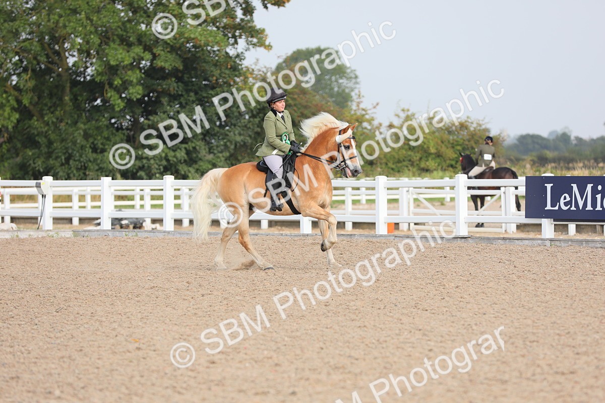 SBM_10744 - Class 303 Ridden Pure Bred Horse/Pony (excl M&M)