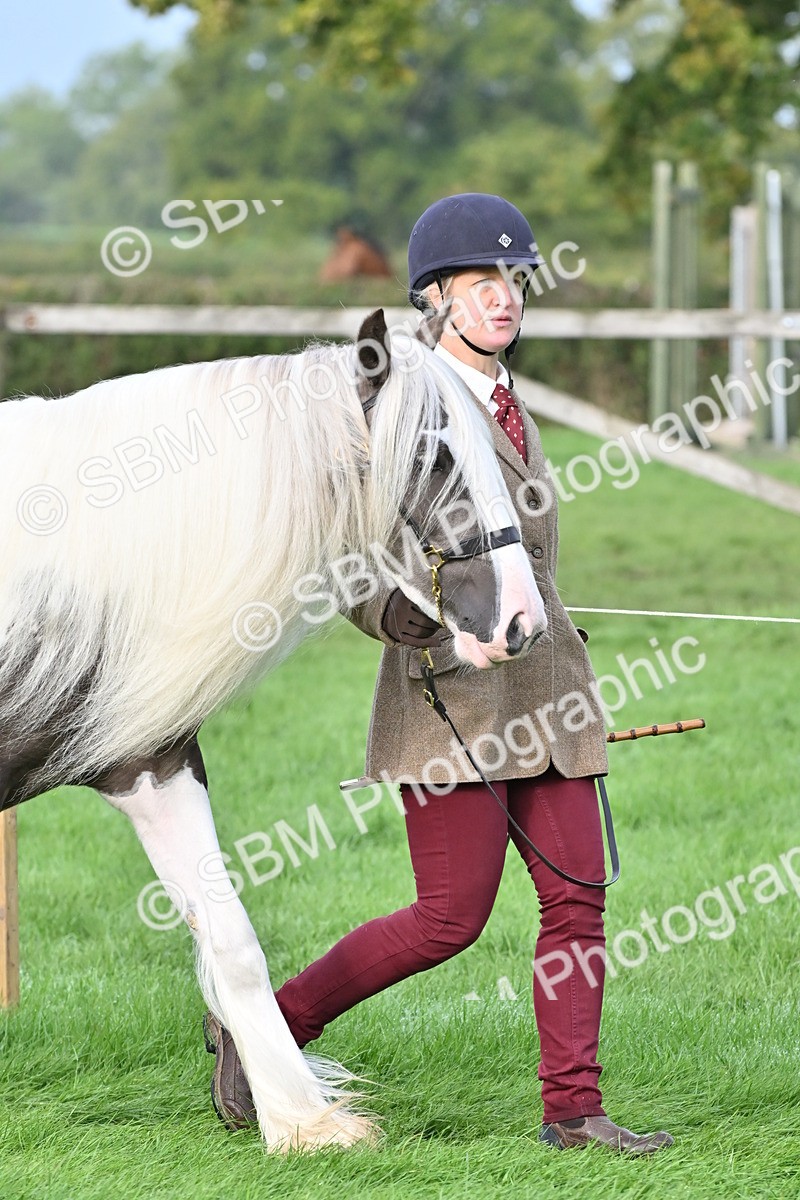 SBM_56835 - S45 - Coloured Pony In Hand