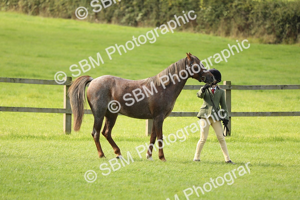SBM_62378 - S46 - Mountain & Moorland In Hand Small Breeds