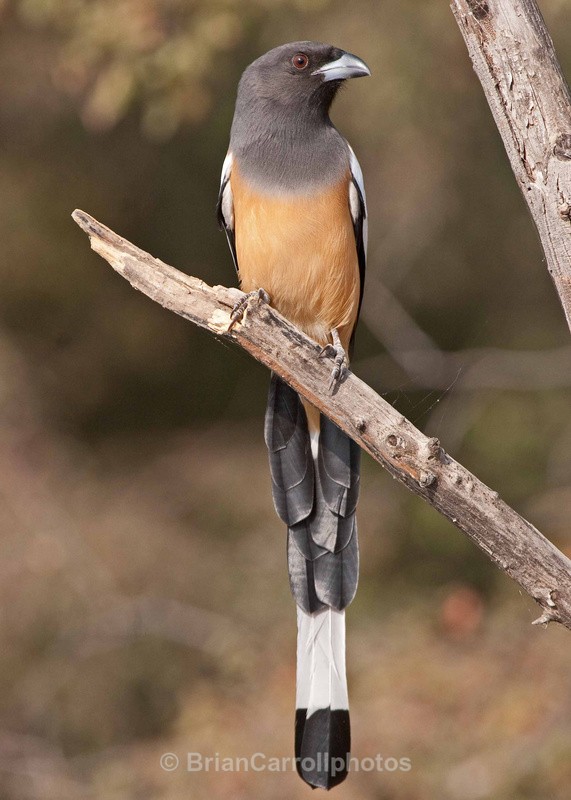 Rufous Treepie - Indian Tiger Safari Tour 08