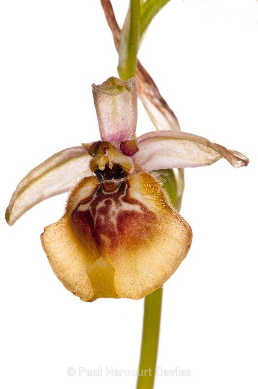  - WB: Orchids - Ophrys