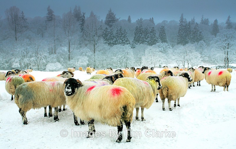 Swaledale Ewes Mid Winter 264062 - Wildlife