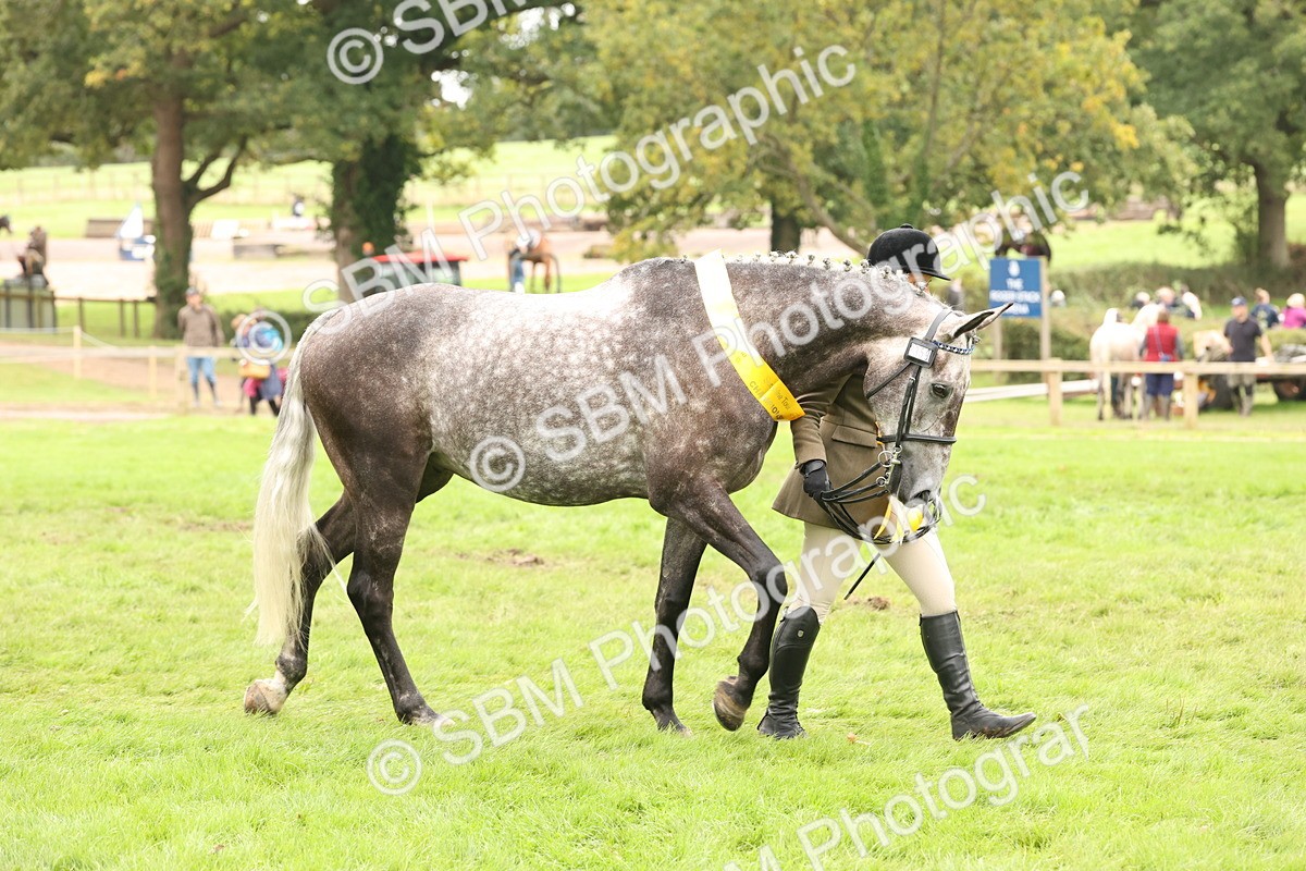 SBM_60829 - In Hand Horse Supreme Championship