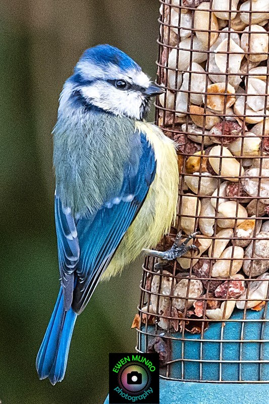 BBG-10-Blue Tit fledgling, Oban, Argyll - Countryside & Garden Birds