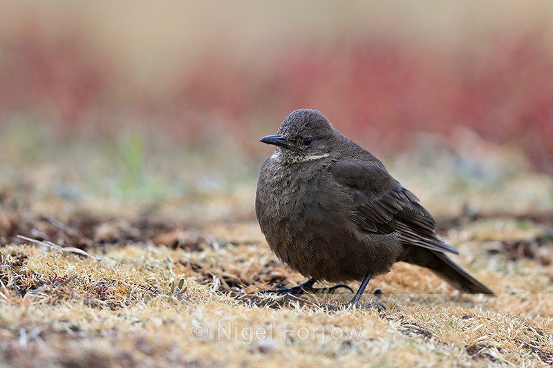 Tussockbird (Blackish Cinclodes), Falklands - Tussockbird (Blackish Cinclodes)