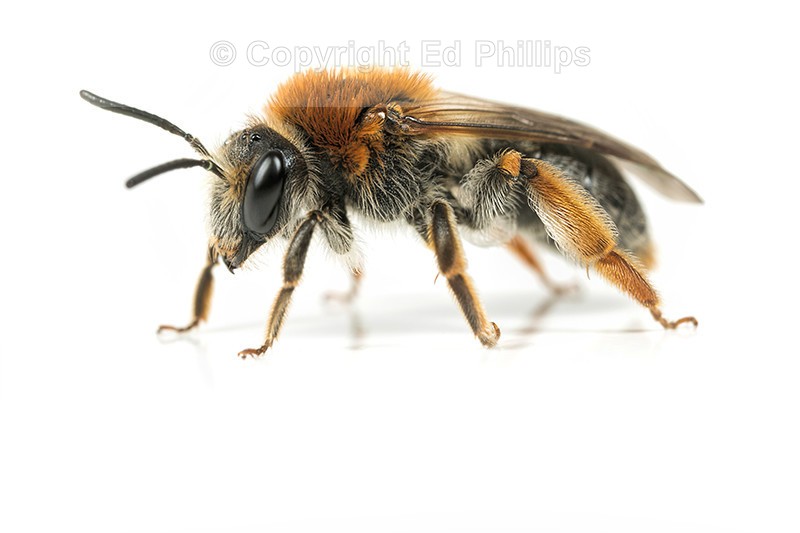 Andrena haemorrhoa (f)