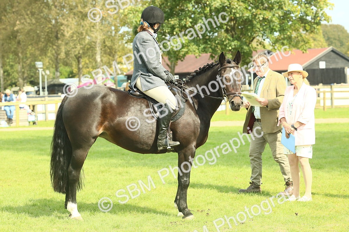 SBM_66636 - S34 - Rehabilitated Rescue Horse & Pony In Hand & Ridden