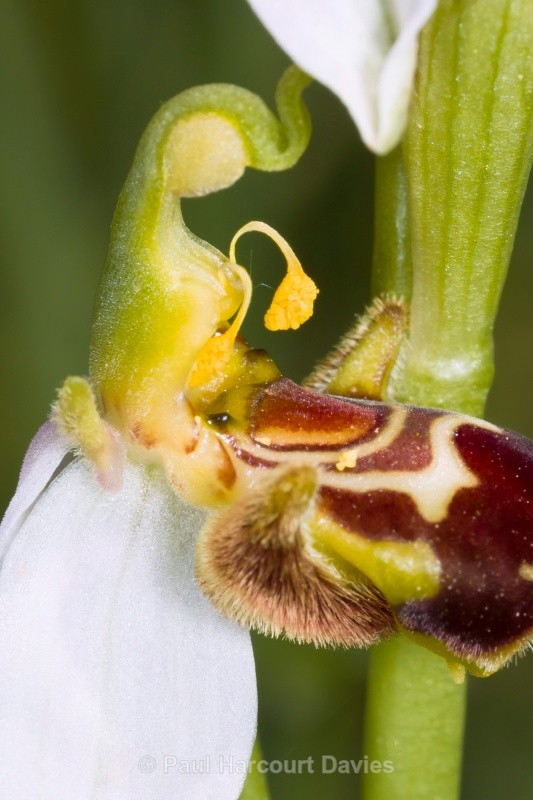 Bee Orchid (Ophrys apifera) showing opportunistic spider ready to trap insect visitors - Orchids - Ophrys
