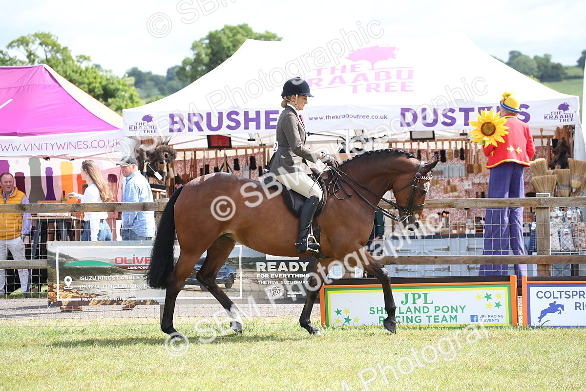 SBM_13190 - Class 95-96 - LIHS BSHA Rising Star Hack Riding Horse