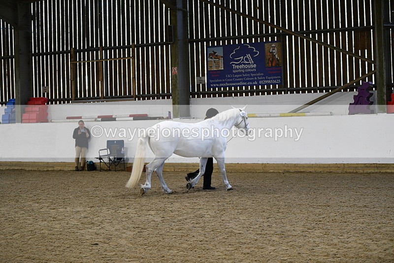 WJ5_3724 - Class 5 In Hand Veterans