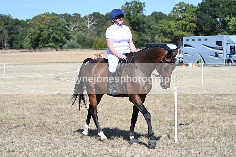WJ7_1459 - Class 42 Most Handsome Gelding