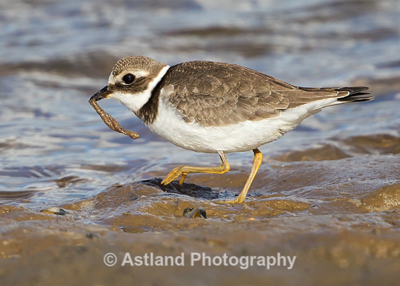 Astland Photography, Bird and Wildlife Images, Susan and Peter Wilson, U.K.