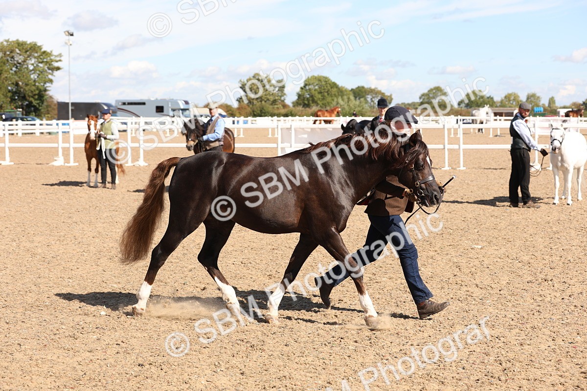 SBM_13936 - Class 205 - IH Show Pony - Show Hunter Pony