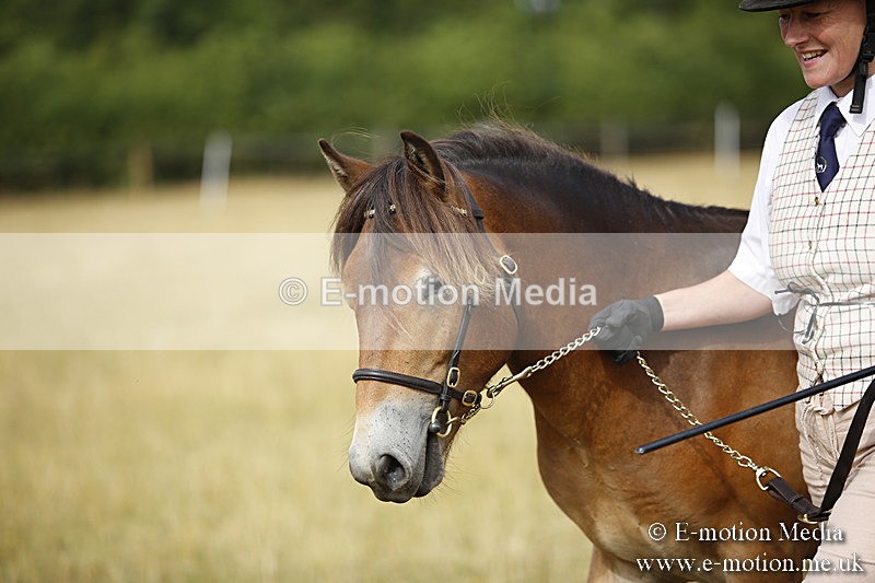 _C7A9179 - BVRC Sow 2018 Ring 2