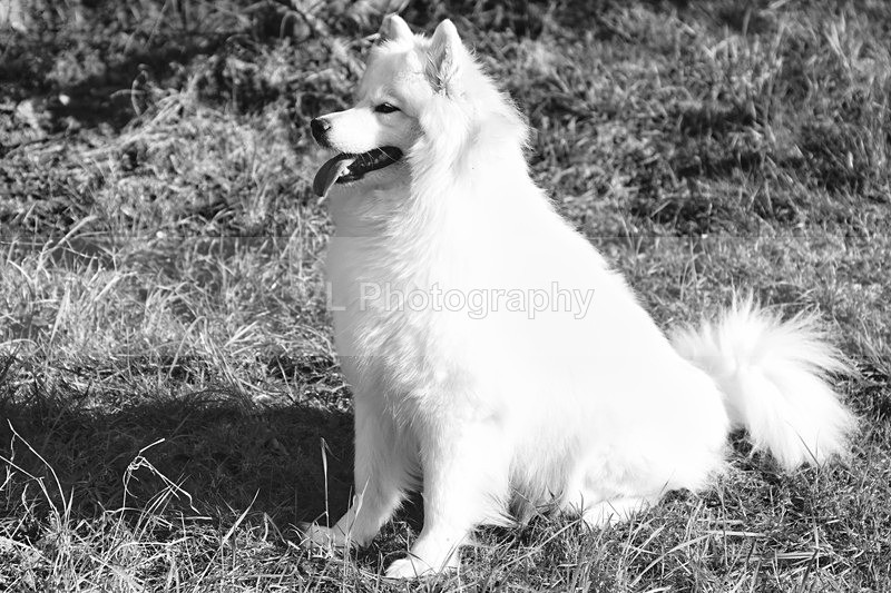 Samoyed - Animals and Birds