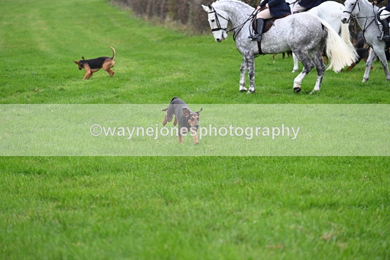 WJ7_8769 - Meet Staff & Hounds