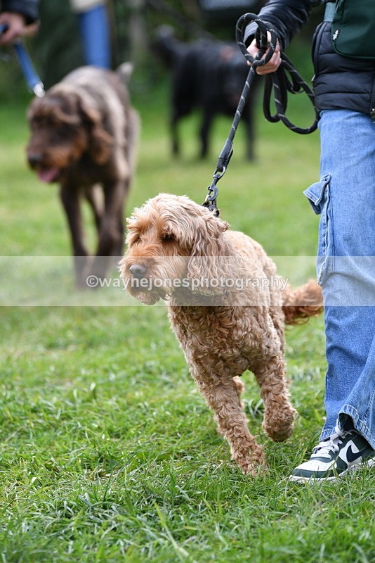 WJ5_9311 - Class 1 Best Cross Breed / Heniz 57