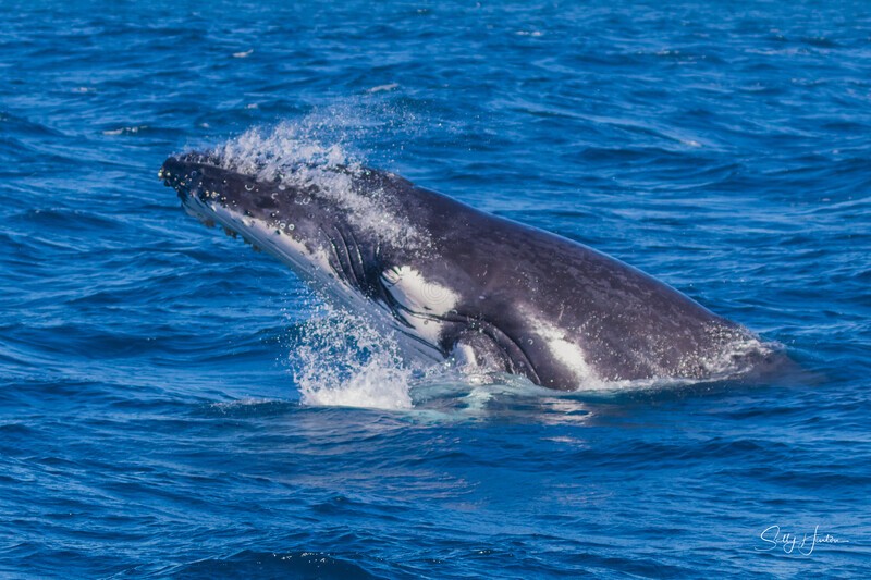 Humpback Calf head-lunge 1. 0A3A4083 - 2025 Whales