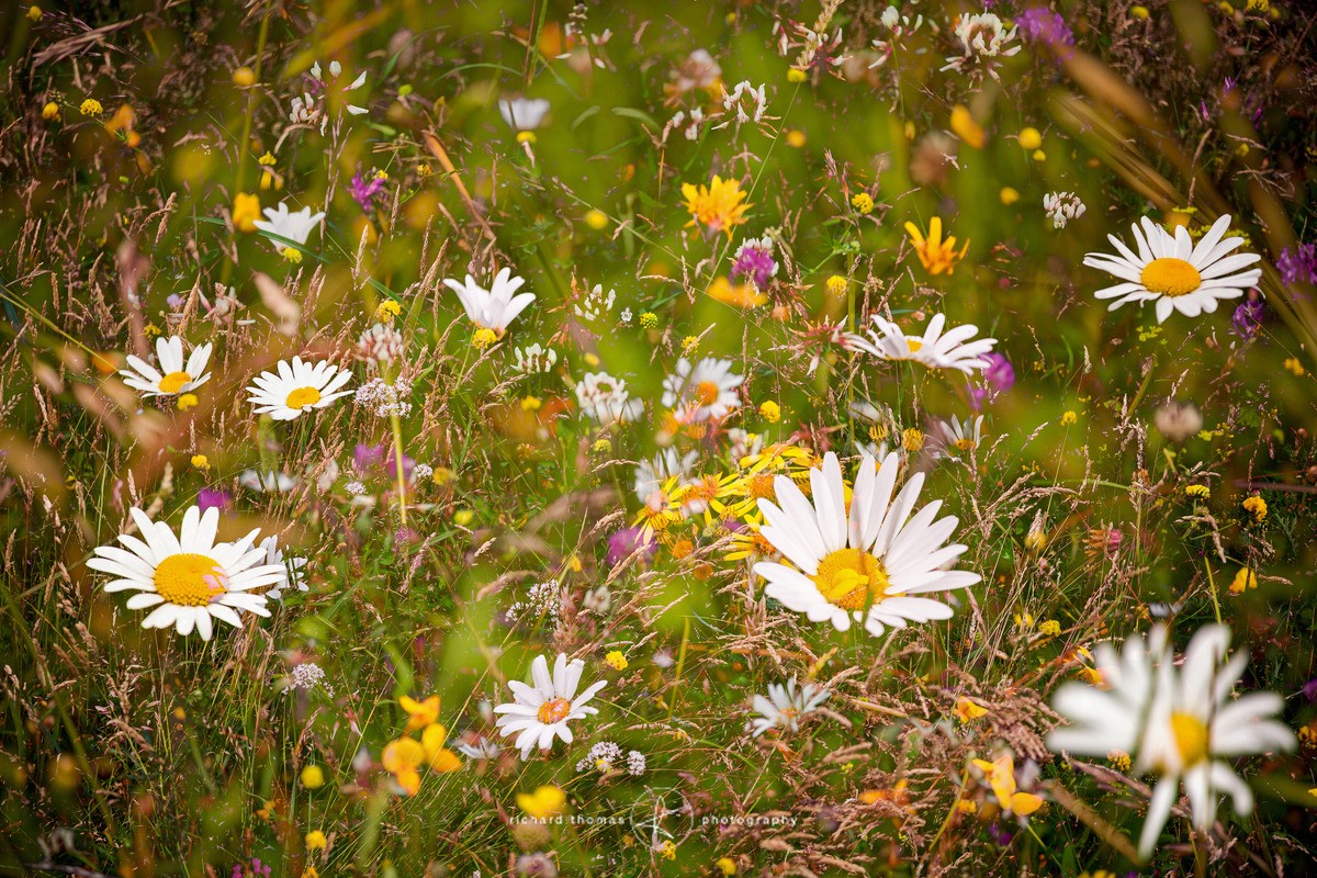 Summer meadow Mélange - ALTERED REALITY