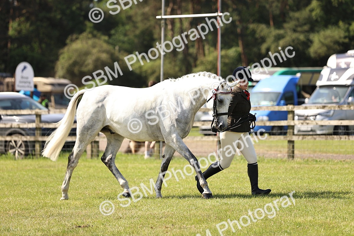 SBM_12945 - Class 75-76 LIHS BSHA Rising Star Hack Riding Horse