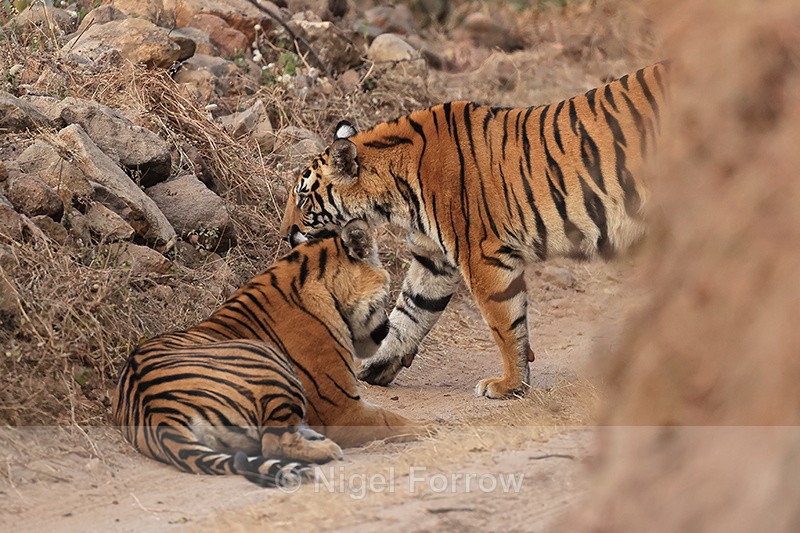 Two Tigers on road, Bandhavgarh Reserve, Madhya Pradesh, India - Tiger