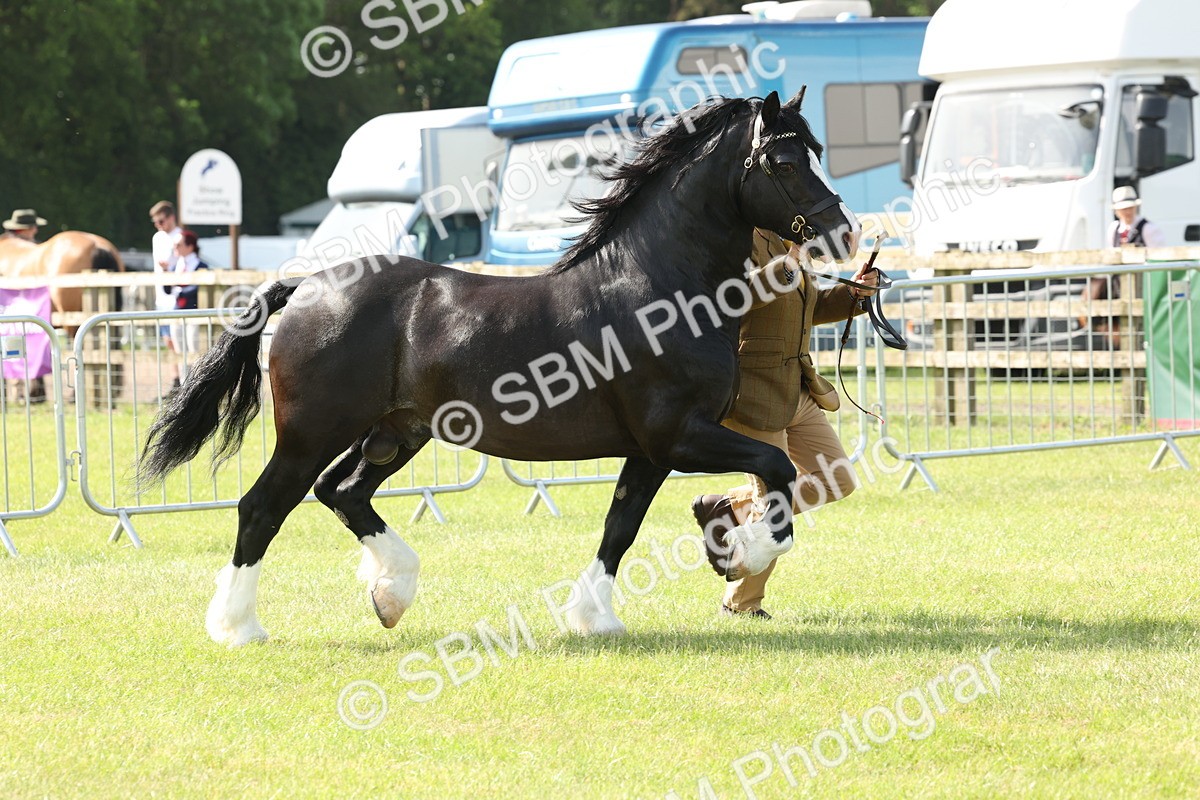 SBM_02117 - Class 6-13 - Mountatin and Moorland In Hand Welsh Breeds