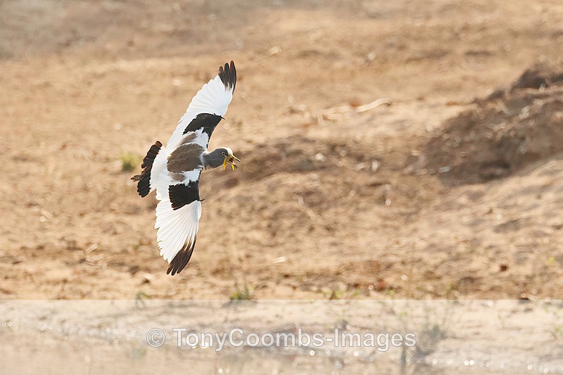 Yellow-wattled Lapwing - Mana Pools ~ The Birds