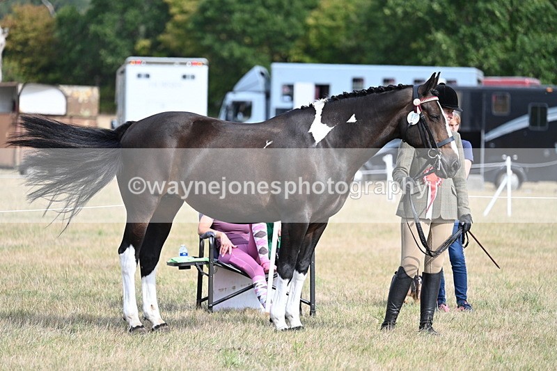 WJ7_8200 - In-hand Championship