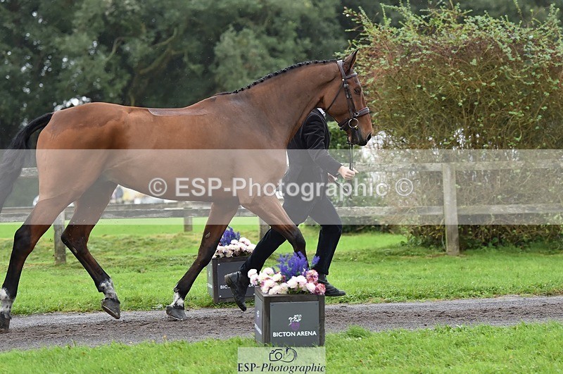 231018-122924-00331 - 039-LAUSANNE.W-Charlie.Ahl-TrotUp