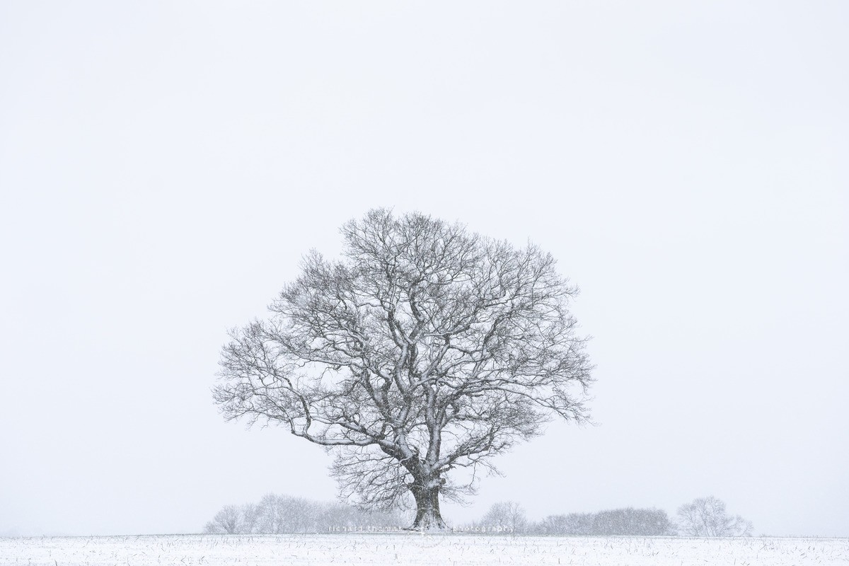 Oak in a snowstorm - WINTER