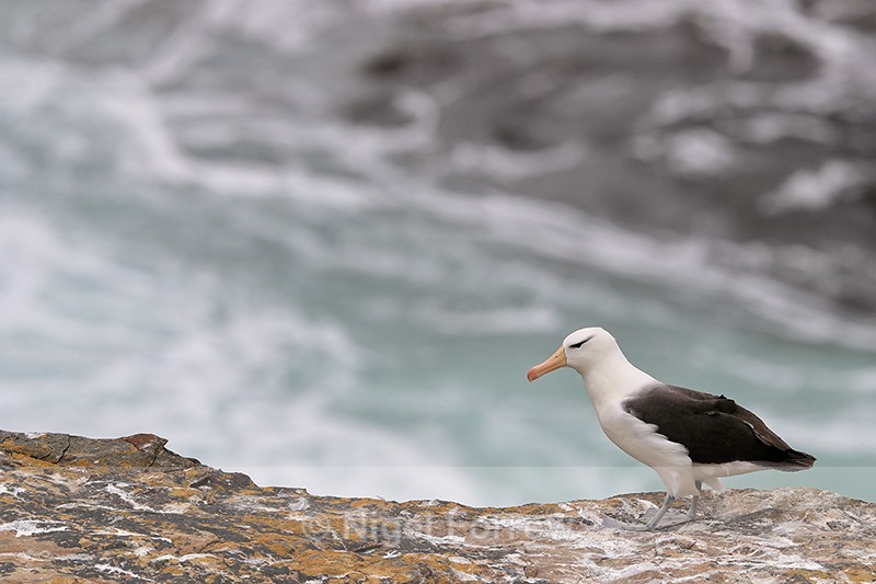 Black-browed Albatross on ledge, West Point Island, Falklands - Black-browed Albatross