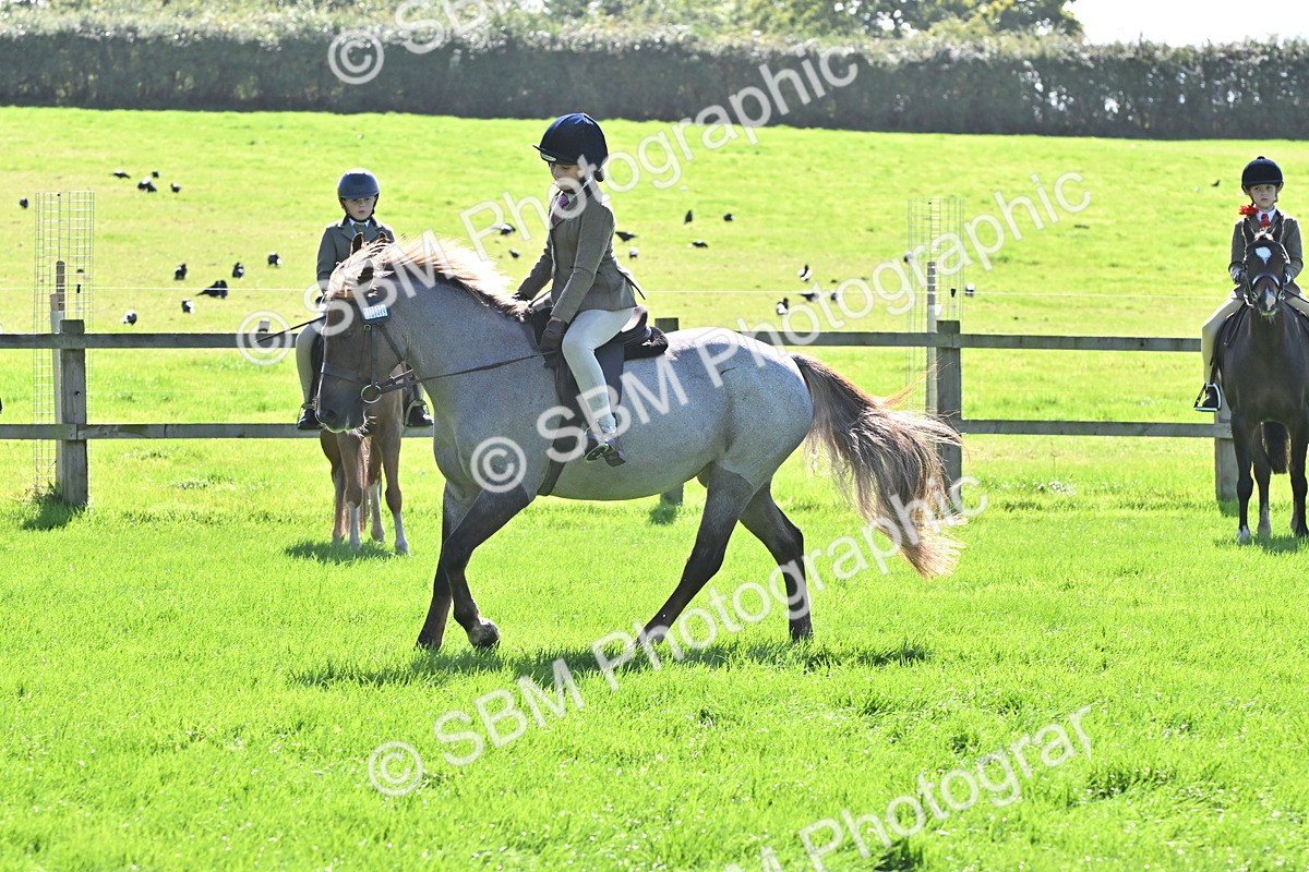 SBM_44547 - S13 - Pony Club Pony