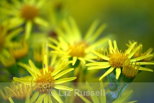 Yellow haze 1 - Flora
