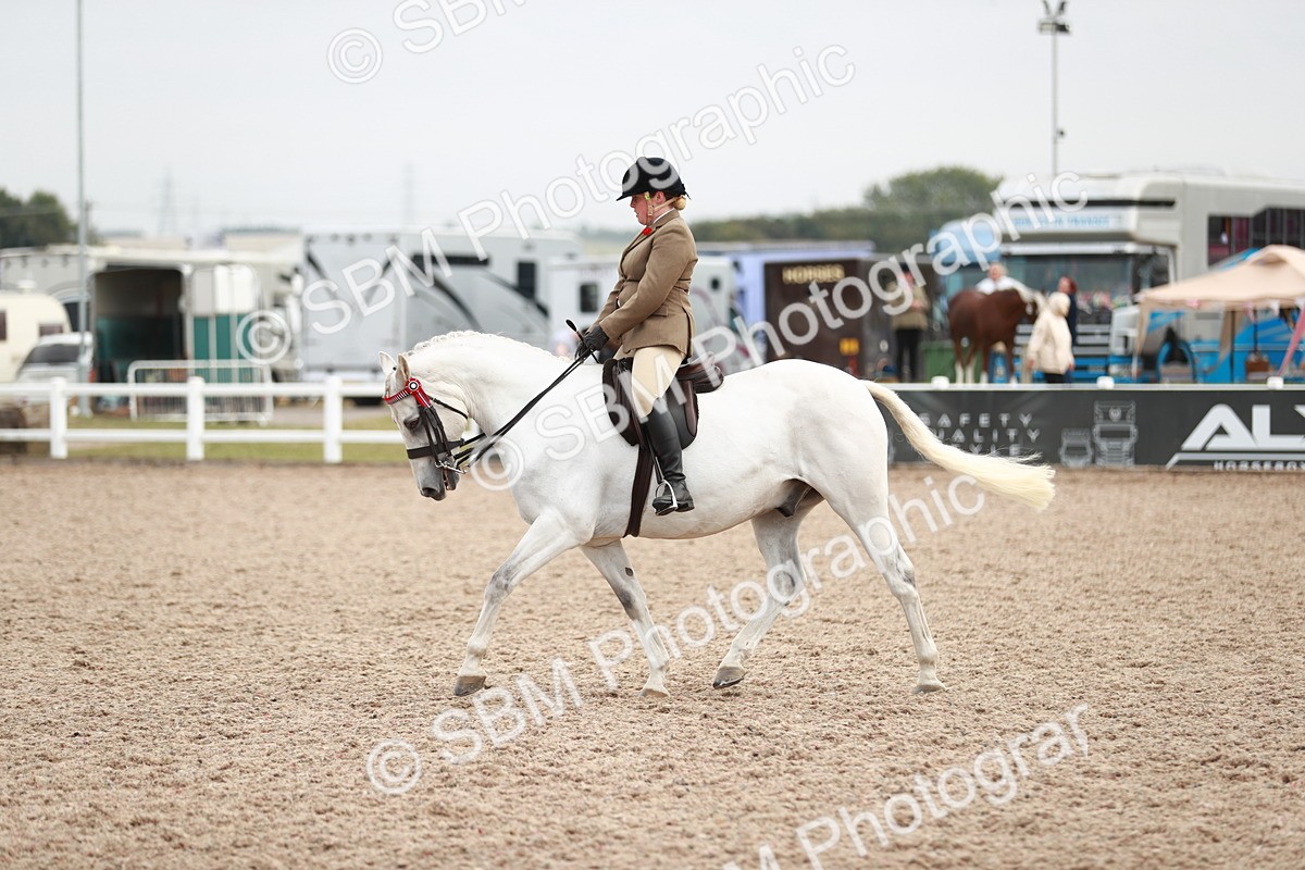 SBM_17621 - Class 215 Ridden Hack/ Riding Horse