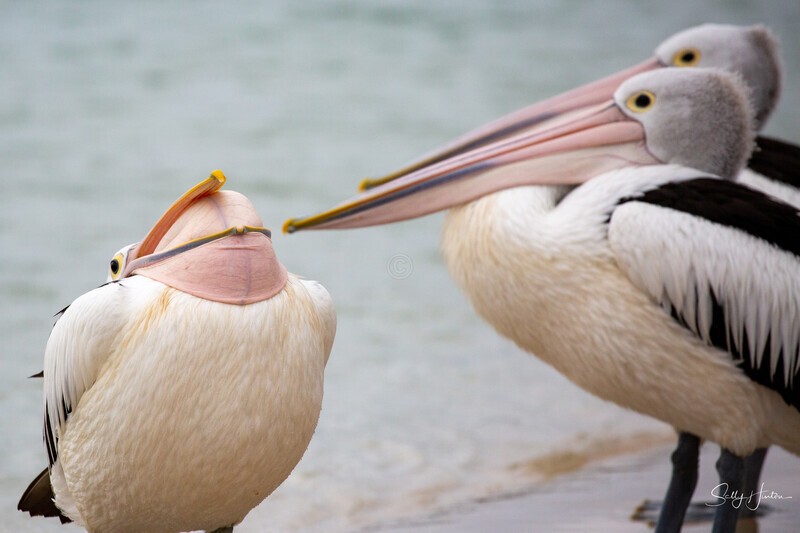 Pelican Yawn 2