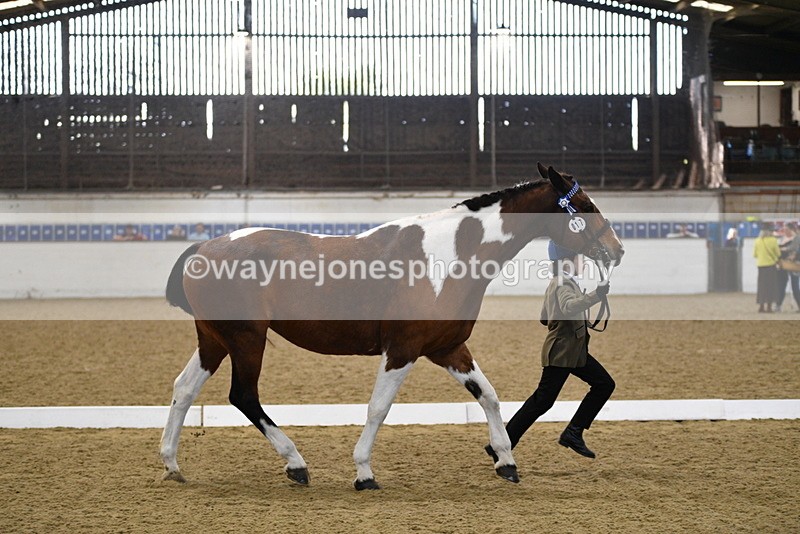 WJ5_3852 - Class 5 In Hand Veterans