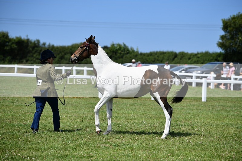 DSC_7454 - Class 63: Coloured Horse Youngstock