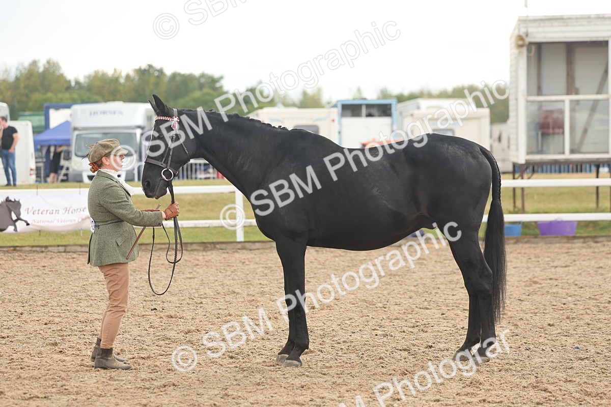 SBM_07909 - Class 28 - IH Veteran Horse