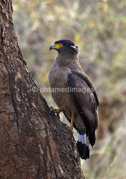 Crested Serpent Eagle - India