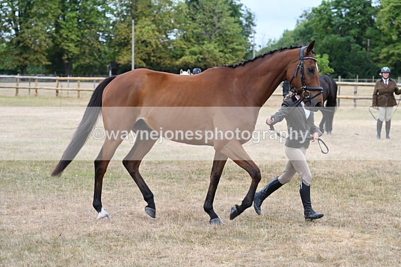 WJ7_0005 - Class 5a Most Handsome Gelding (above 14.2hh)