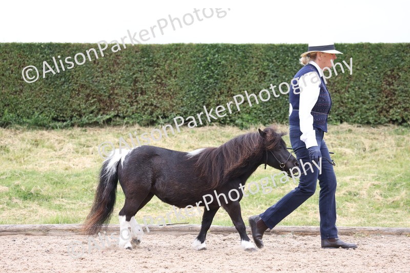 20250524-0413 - Class 5 - Minitures and Sheltands