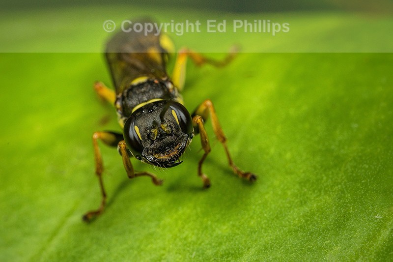 Mellinus arvensis (f)
