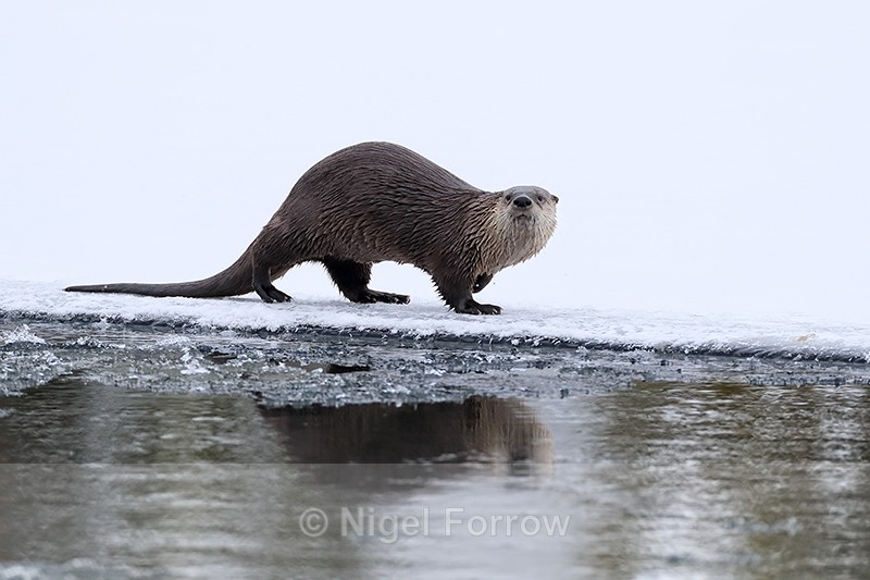River Otter in winter, Yellowstone National Park, Wyoming - Otter