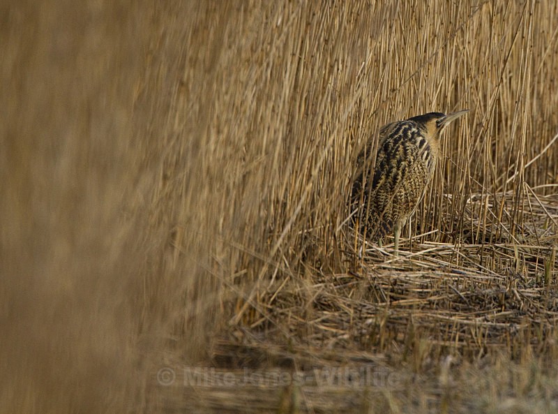 BITTERN, LEIGHTON MOSS, JAN 2011 - BITTERNS